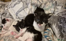 Domestic Shorthair cats for sale: 2 black and white kittens, 1 all black Female - Advert 14
