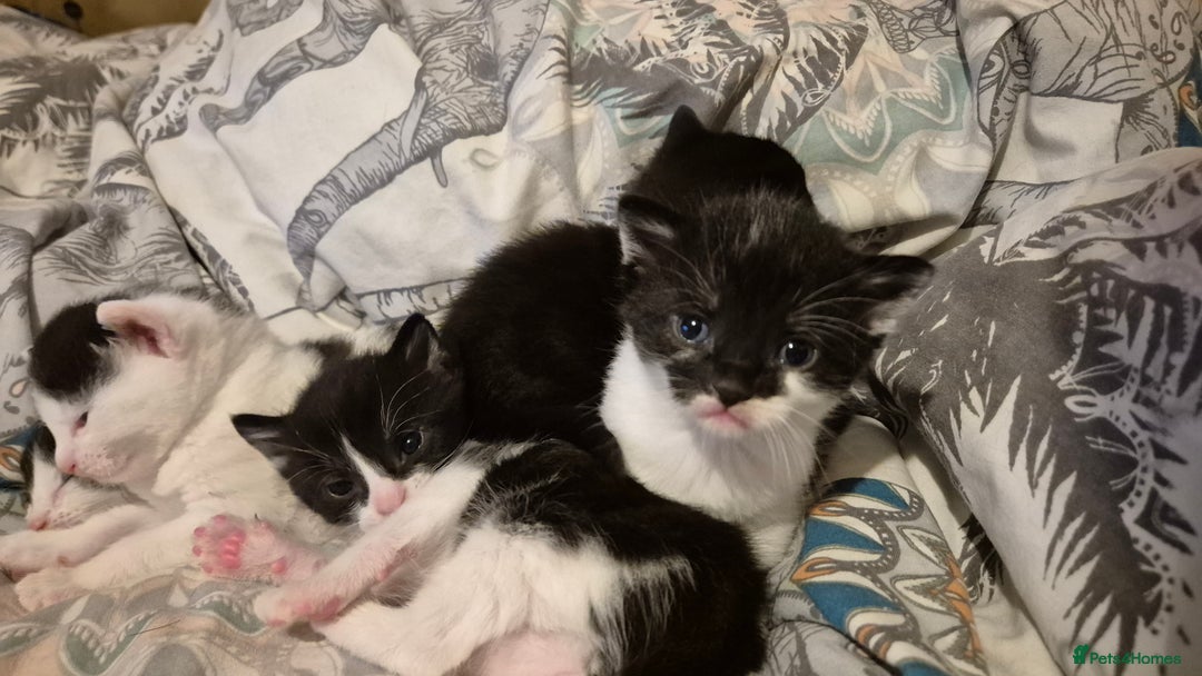 Domestic Shorthair cats for sale: 2 black and white kittens, 1 all black Female - Advert 14