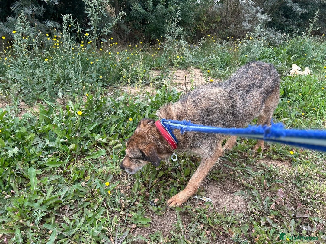 Mixed Breed dogs for adoption: Dana (2) Norwich Norfolk  - Image 3