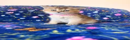 Scottish Fold cats for sale: Beautiful Scottish Fold kittens - Advert 10