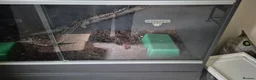 Python Snake reptiles for sale: 2 ball pythons - Advert 26