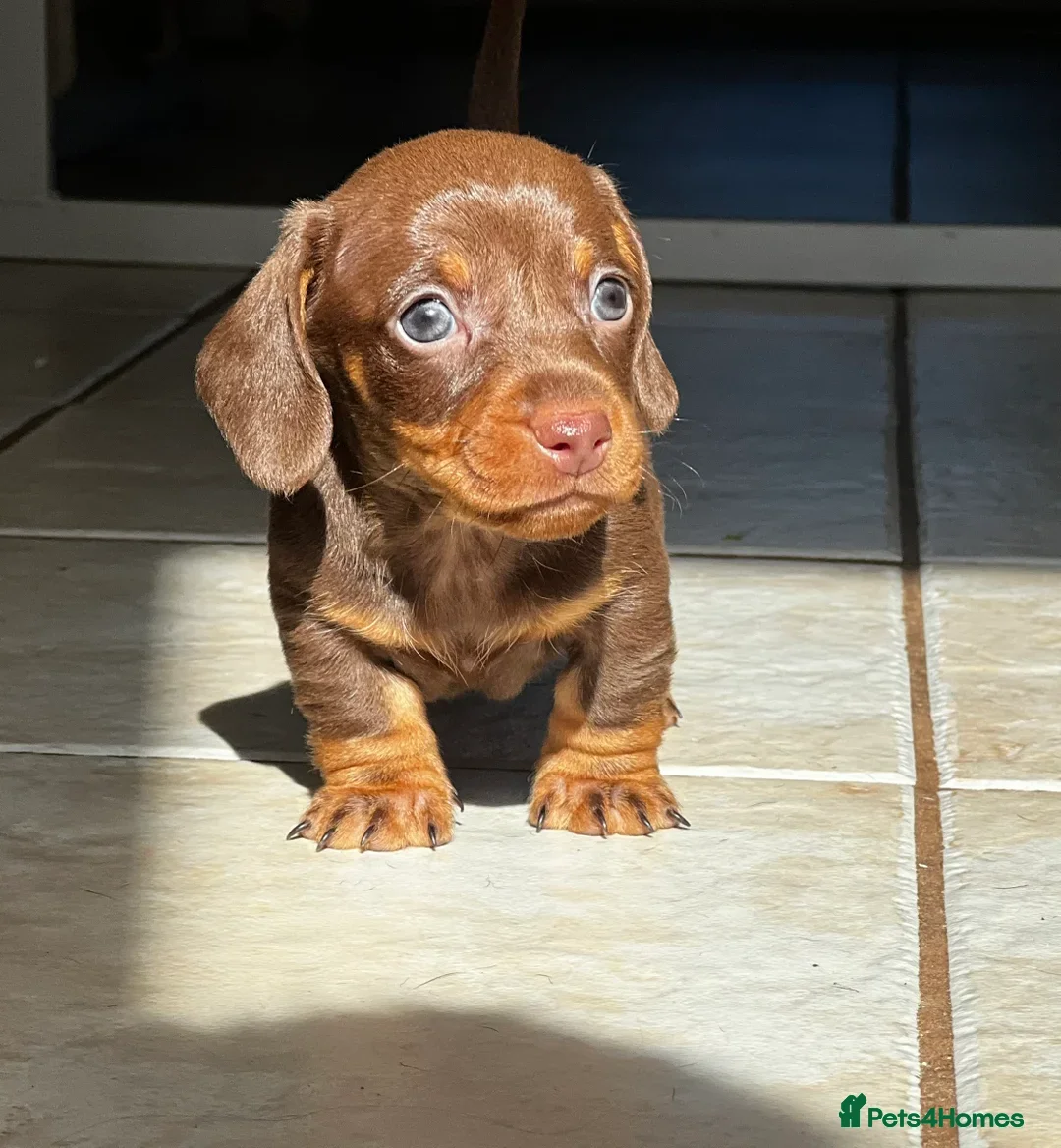 Miniature Dachshund dogs for stud: Kc Reg proven Stud  - Advert 8