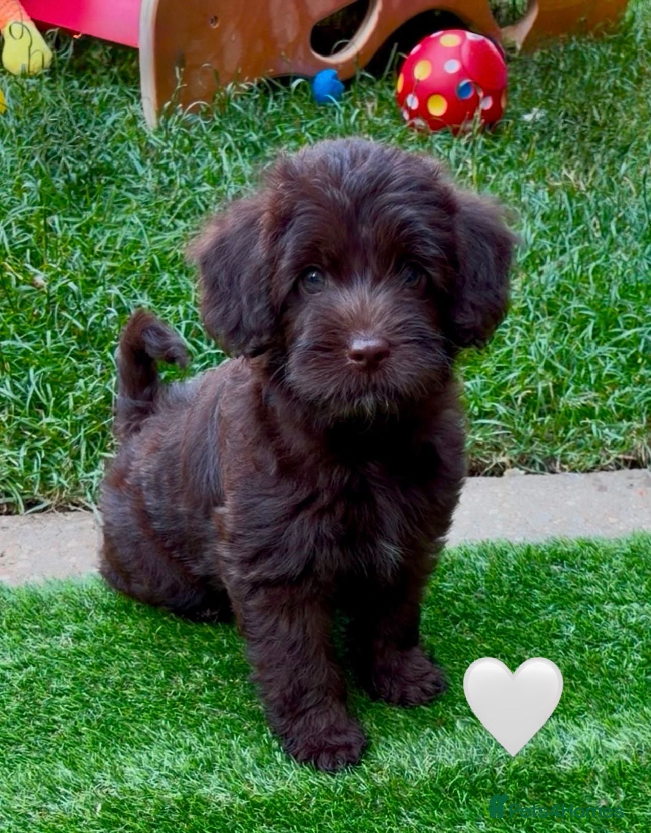 Australian Labradoodle dogs Miniature Australian Labradoodle Puppies - Advert 2