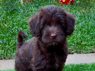 Australian Labradoodle dogs Miniature Australian Labradoodle Puppies - Advert 2