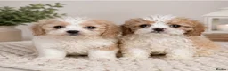 Cavachon dogs for sale: Adorable litter Cavachon Puppies in Queenborough - Advert 7