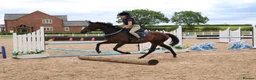 English Thoroughbred horses for sale: Sienna - 15.2hh, 10yo TB MARE in Corby - Advert 17