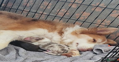 Border Collie dogs - Advert 11