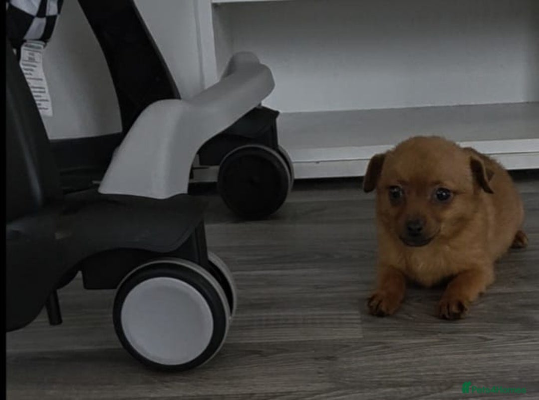 Mixed Breed dogs for sale: ChihuahuaX dachshund - Advert 4