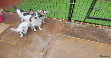 Chihuahua dogs - Advert 6