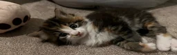 Mixed Breed cats for sale: Adorable fluffy kittens - Advert 13