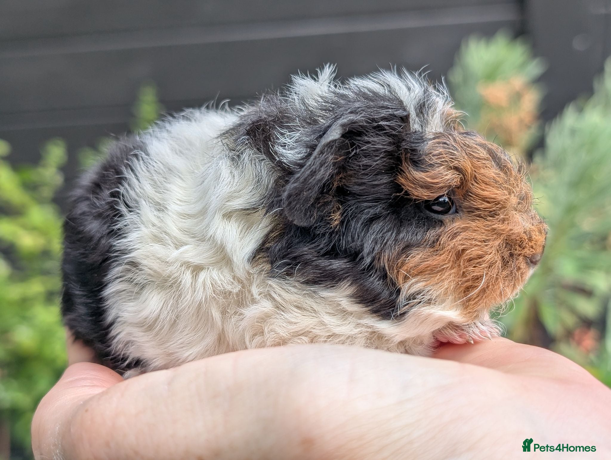 Guinea Pig rodents Gorgeous Guinea pig pups - Advert 1