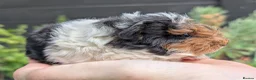 Guinea Pig rodents for sale: Gorgeous Guinea pig pups - Advert 1