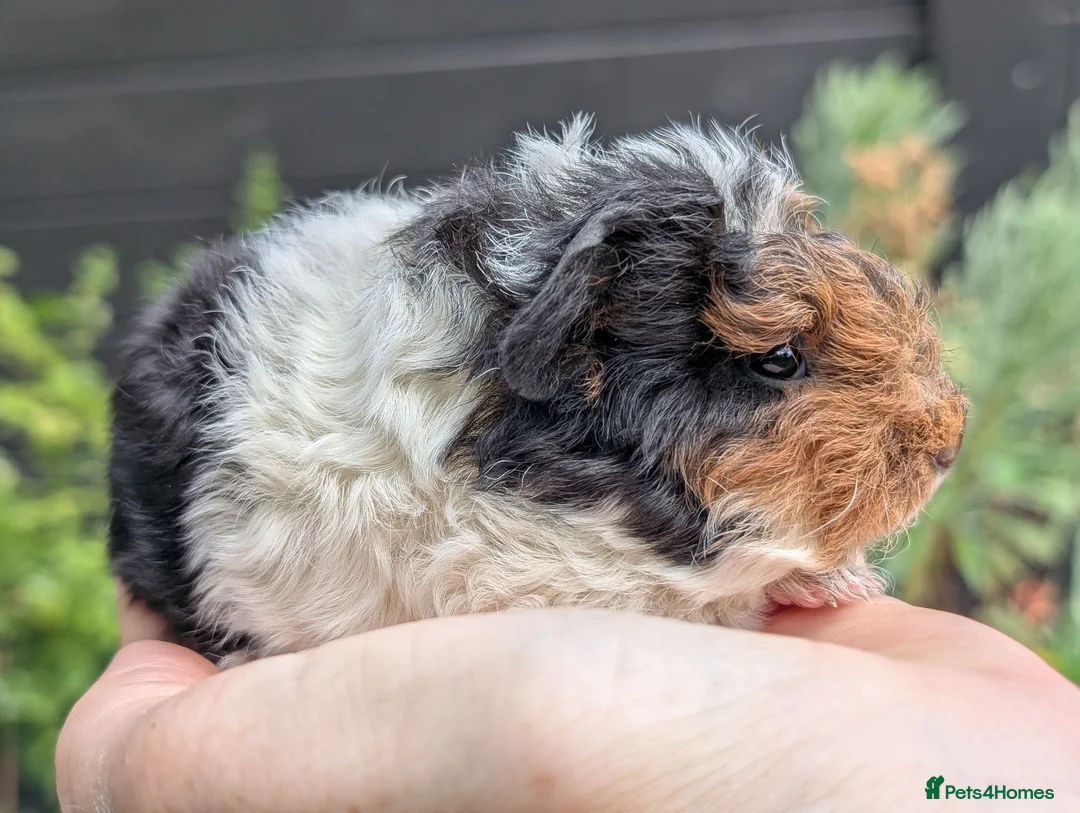 Guinea Pig rodents for sale: Gorgeous Guinea pig pups - Advert 1