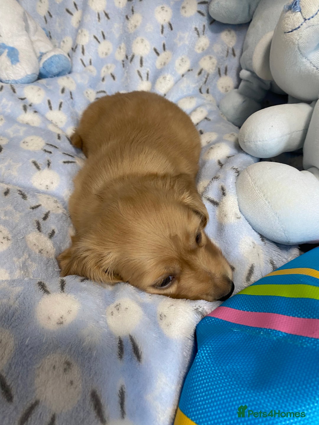 Miniature Dachshund dogs for sale: English Cream Mini Long Haired Dachshund  - Image 17