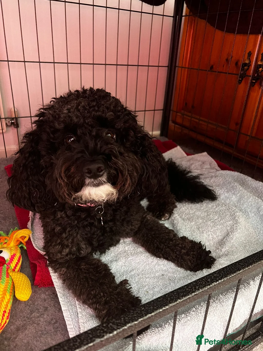 Miniature Poodle dogs for stud: Archie well Proven stud miniature poodle  in Chard - Advert 22