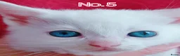 Mixed Breed cats for sale: Ready Now - Trained Ragdoll Mix Kittens Blue Eyes - Advert 15