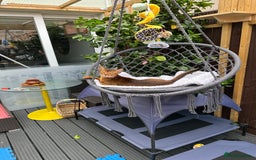 Abyssinian cats for stud: Champion line Aby boy for stud in Romford - Image 27
