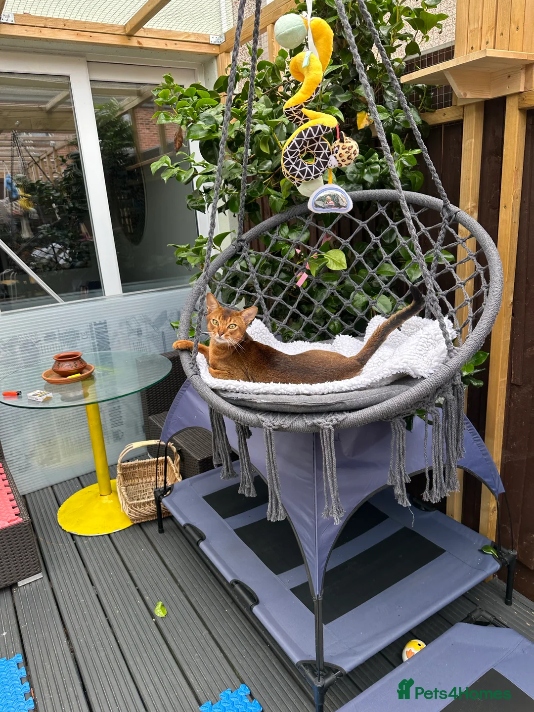 Abyssinian cats for stud: Champion line Aby boy for stud in Romford - Advert 27