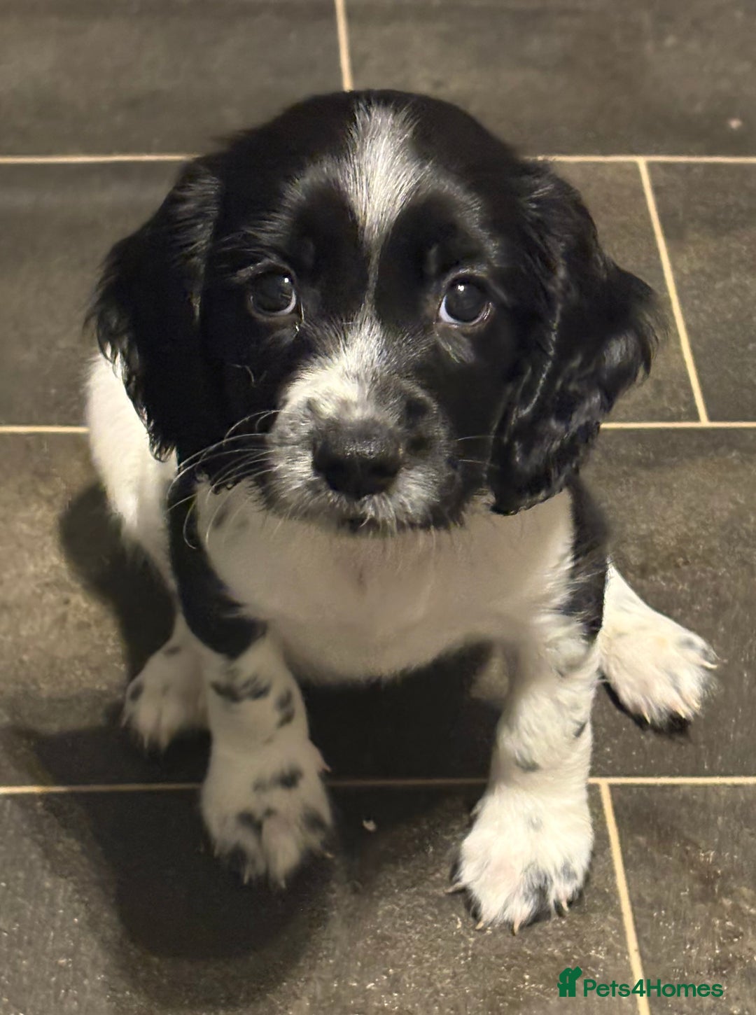 Sprocker dogs for sale: SPRINGER PUPPIES - Advert 14