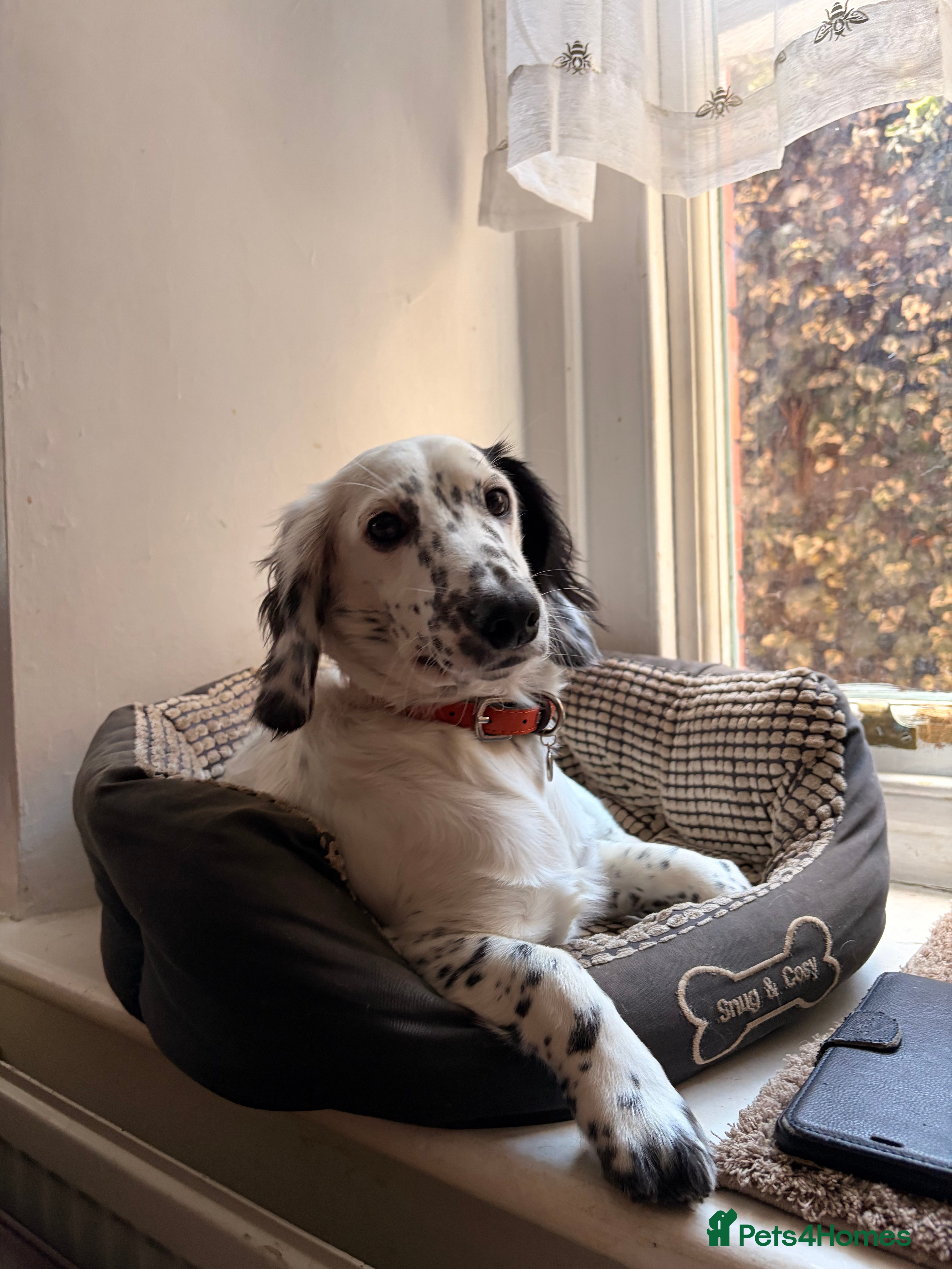 Dachshund dogs Lovely white dachshunds in Kensington  - Advert 2