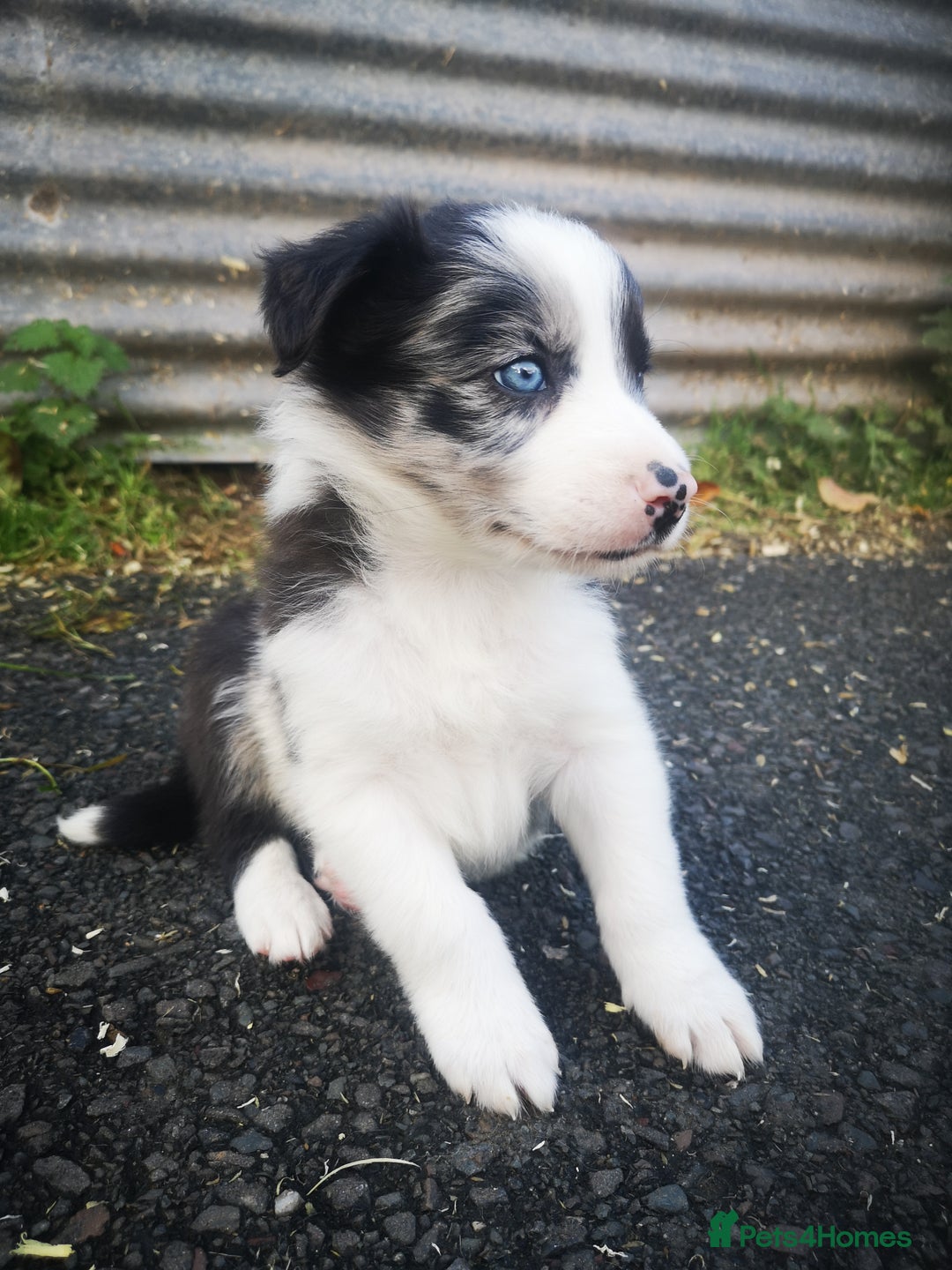Border Collie dogs for sale: Beautiful Fluffy Collie Puppies  - Image 10