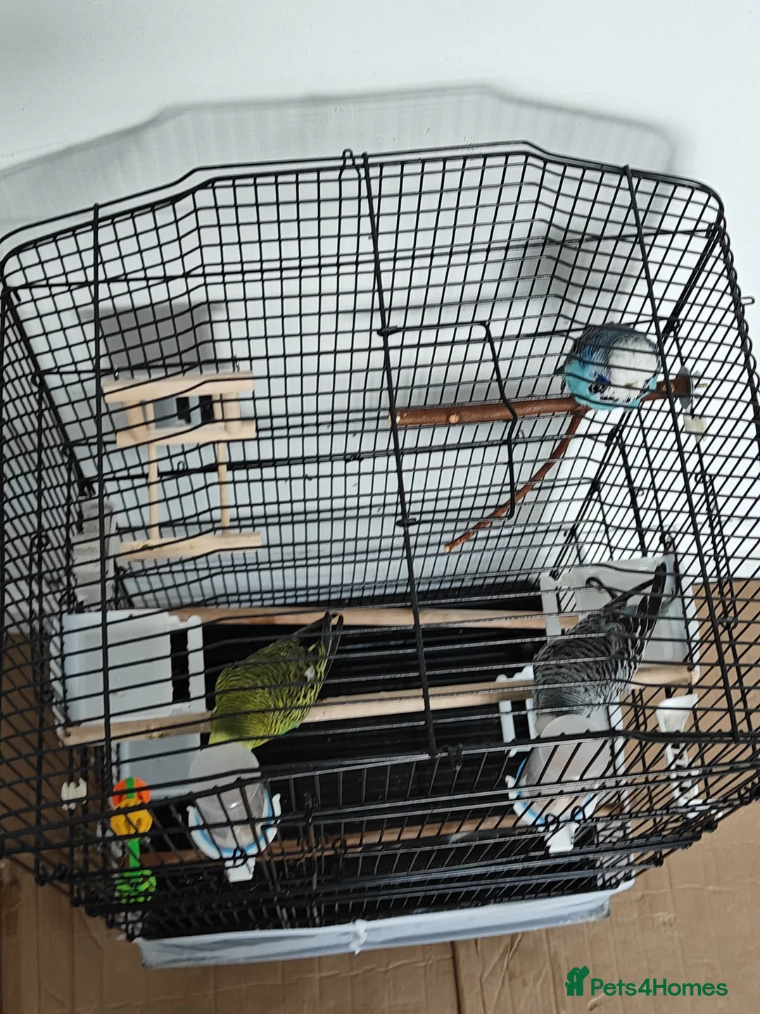 Budgerigars birds for sale: 3 Exhibition Budgies with cage & Accessories - Advert 10