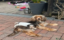 Cocker Spaniel dogs for sale: Sable cockerspaniel puppies - Image 12