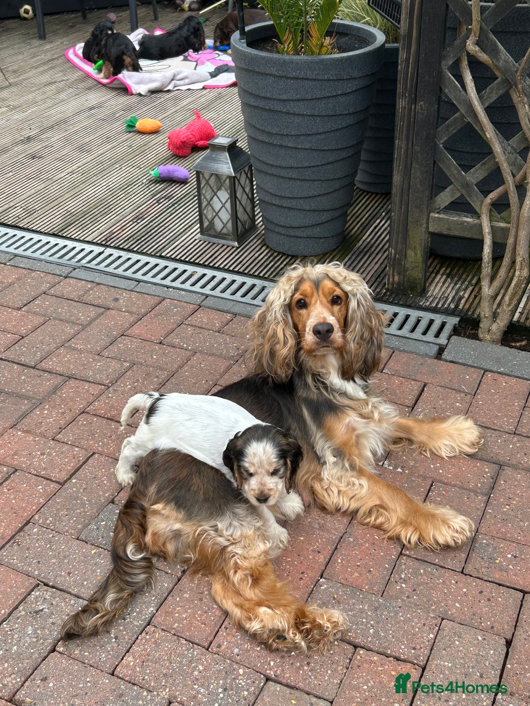 Cocker Spaniel dogs for sale: Sable cockerspaniel puppies - Image 12