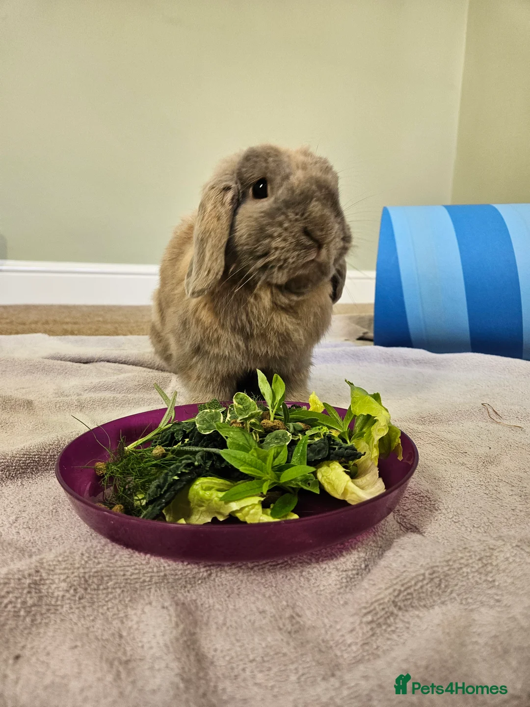 Mini Lop rabbits for sale: Bear, 3.5 year old male rabbit - rehoming  - Advert 2