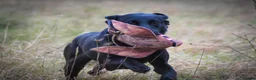 Labrador Retriever dogs for sale: FTCh Gunnerspeg Gambler × Greenbriar Tanzanite - Advert 26