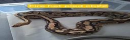 Python Snake reptiles for sale: Adult Female Ball Pythons - Advert 3