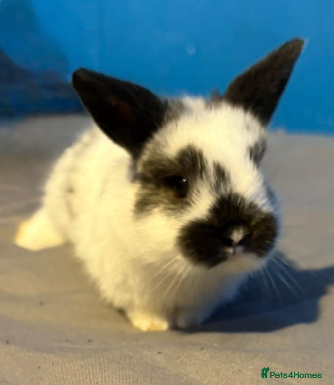 Mixed Breed rabbits Baby rabbits  - Advert 2