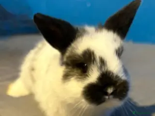 Mixed Breed rabbits Baby rabbits - Advert 2