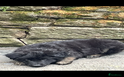 German Shepherd dogs for sale: ONE GIRL AVAILABLE -German shepherd puppies - Image 17