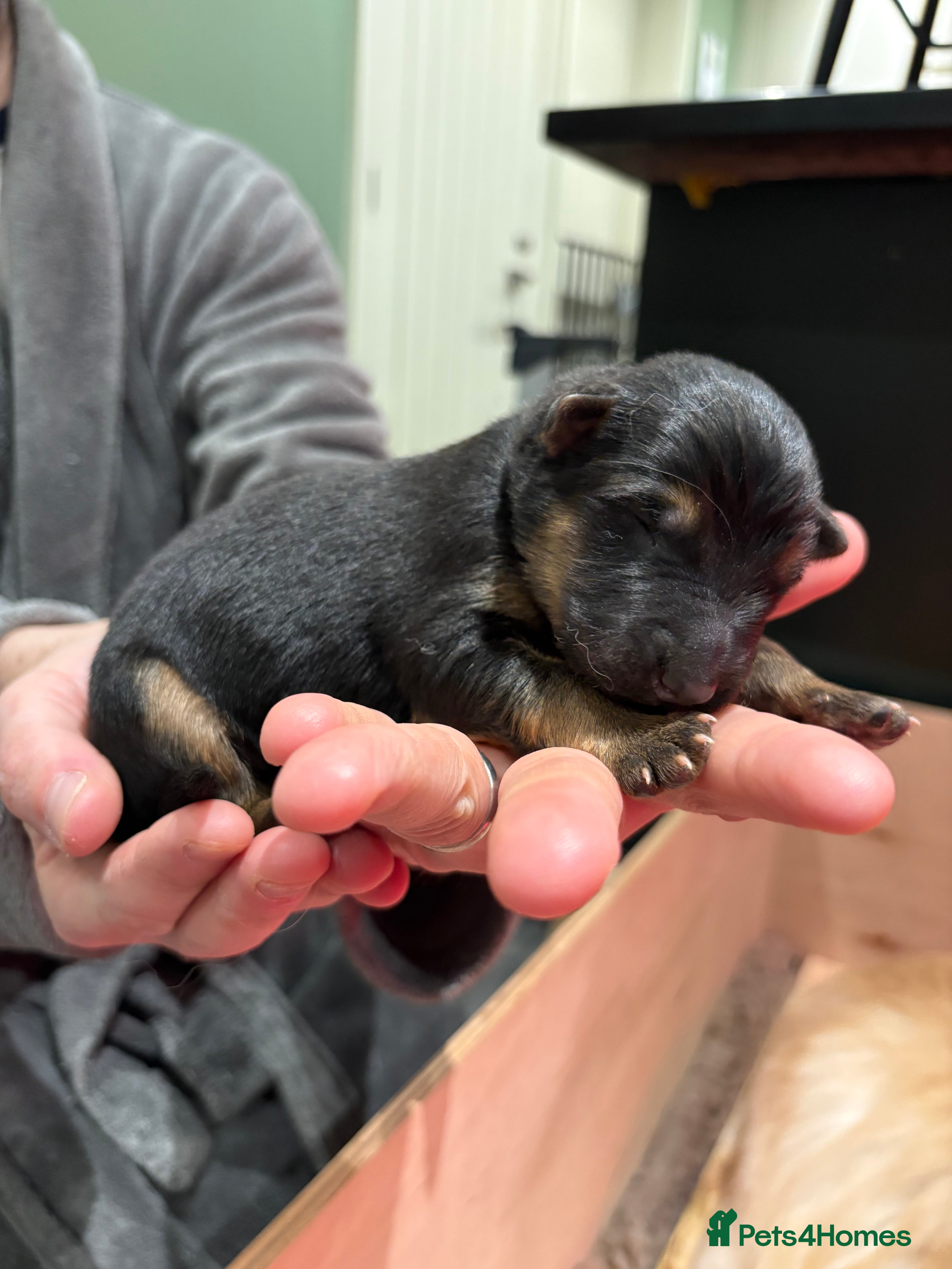 German Shepherd dogs Beautiful white German Shepherd 1st litter - Advert 2