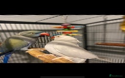 Ringnecks birds for sale: 2 beautiful ringneck parrots  - Image 2