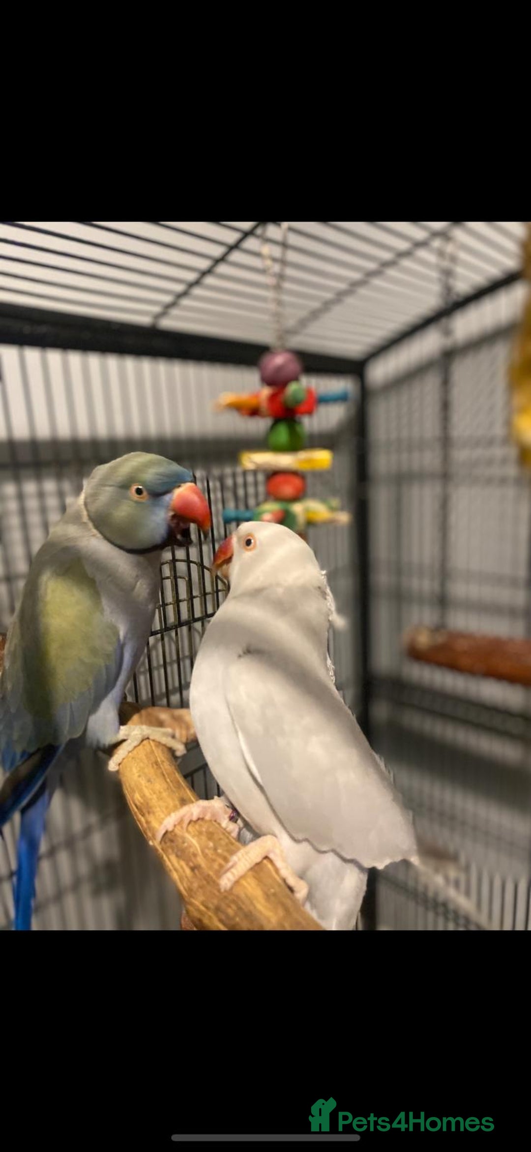 Ringnecks birds for sale: 2 beautiful ringneck parrots  - Image 2