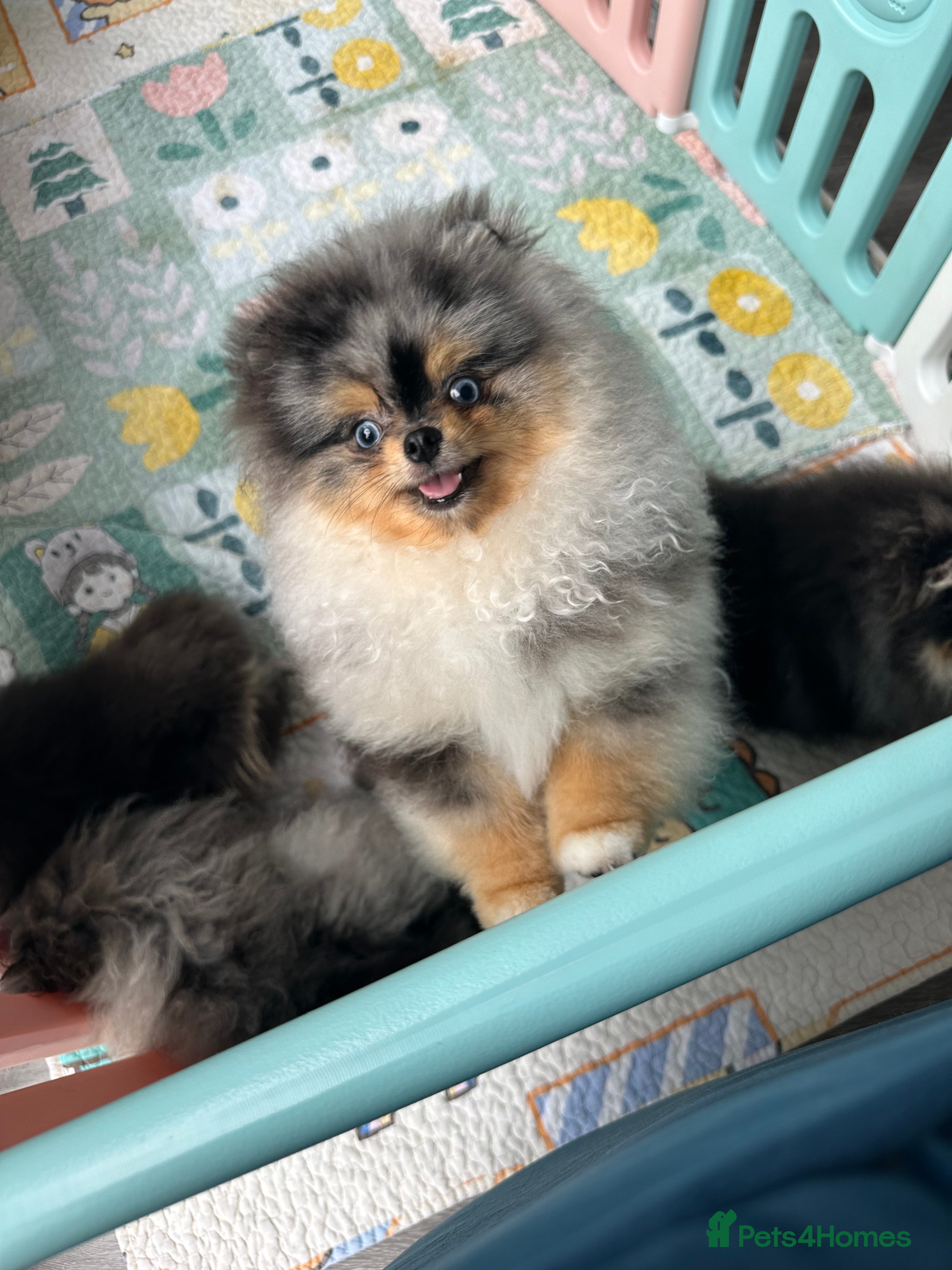 Pomeranian dogs PERFECT MERLE STUD🌎 experienced ✅ proven✅ - Advert 20