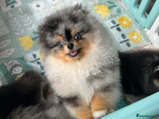 Pomeranian dogs PERFECT MERLE STUD🌎 experienced ✅ proven✅ - Advert 20