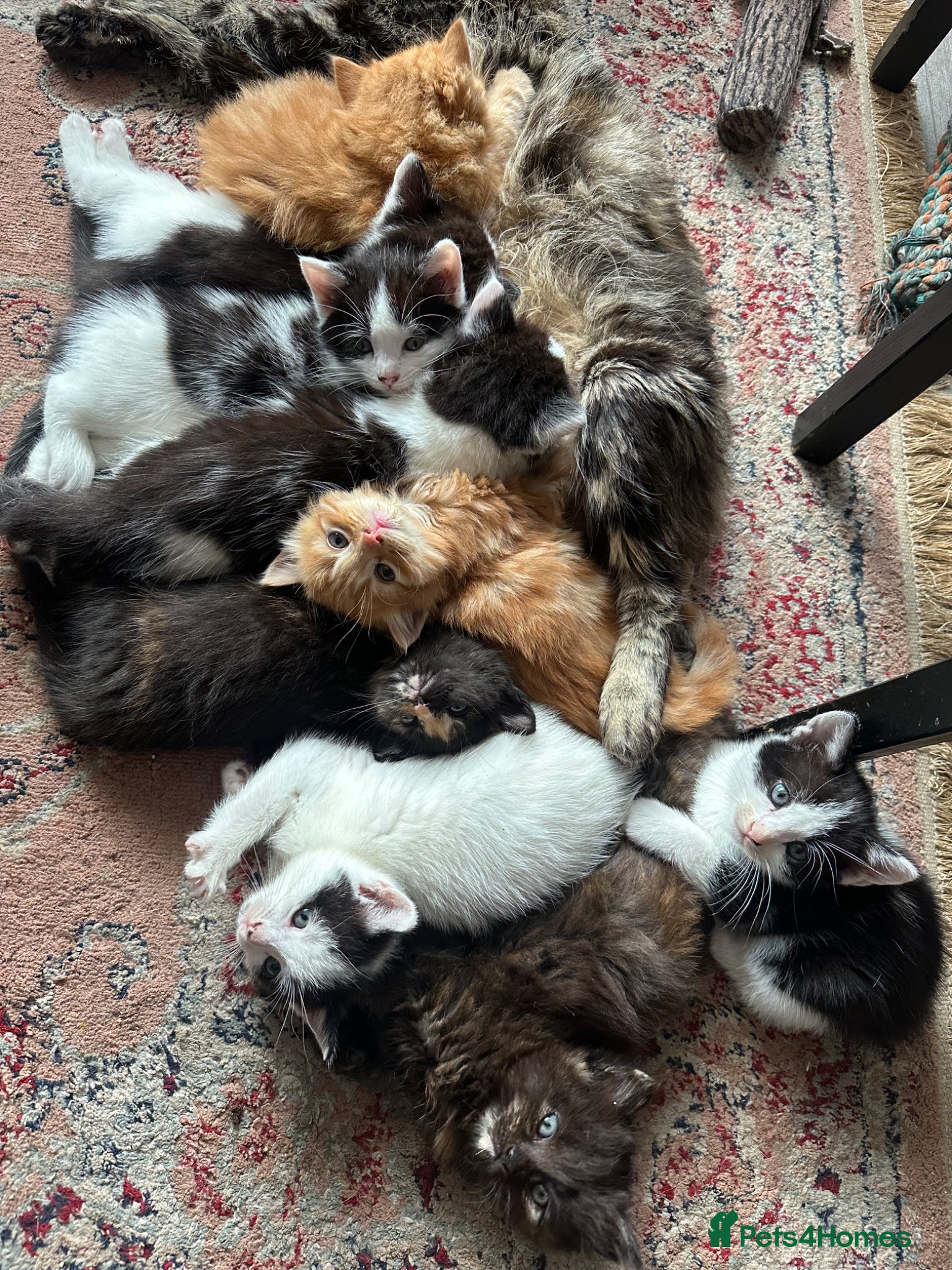 Mixed Breed cats Kittens for sale - Advert 18
