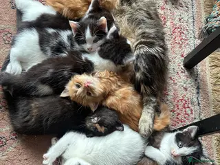 Mixed Breed cats Kittens for sale - Advert 18