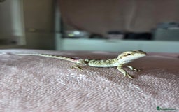 Bearded Dragon reptiles for sale: 6 Baby Bearded Dragons - Advert 12