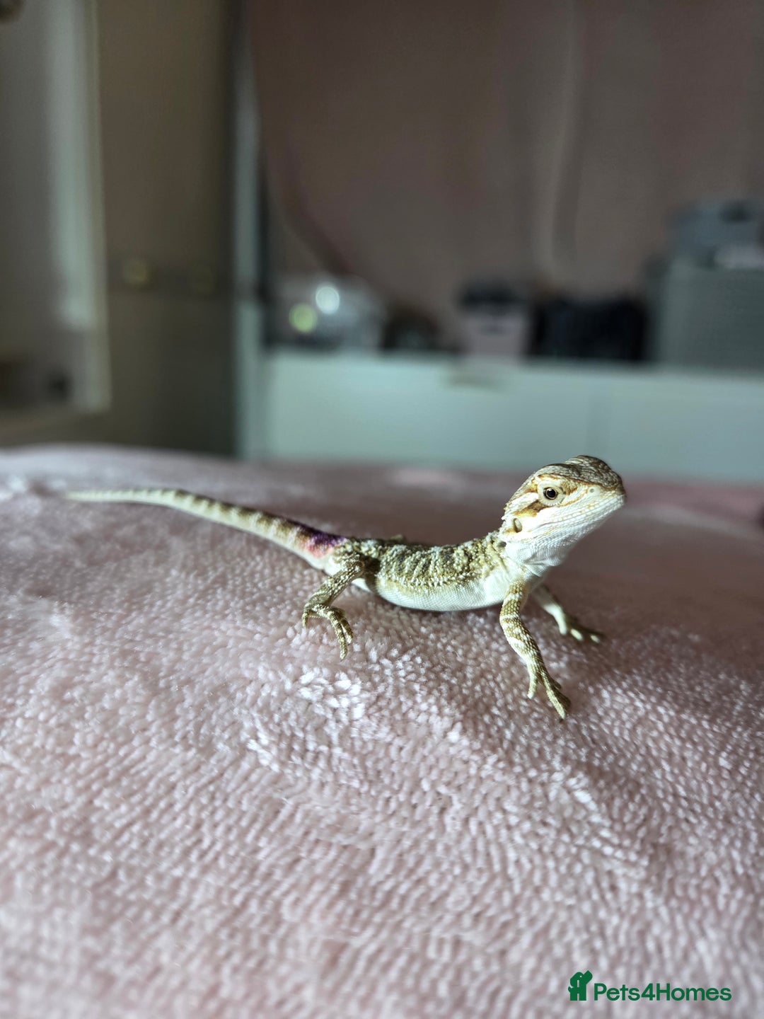 Bearded Dragon reptiles for sale: 6 Baby Bearded Dragons - Advert 12
