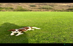 Cavalier King Charles Spaniel dogs for stud: KC registered health tested Blenheim stud in Folkestone - Image 4