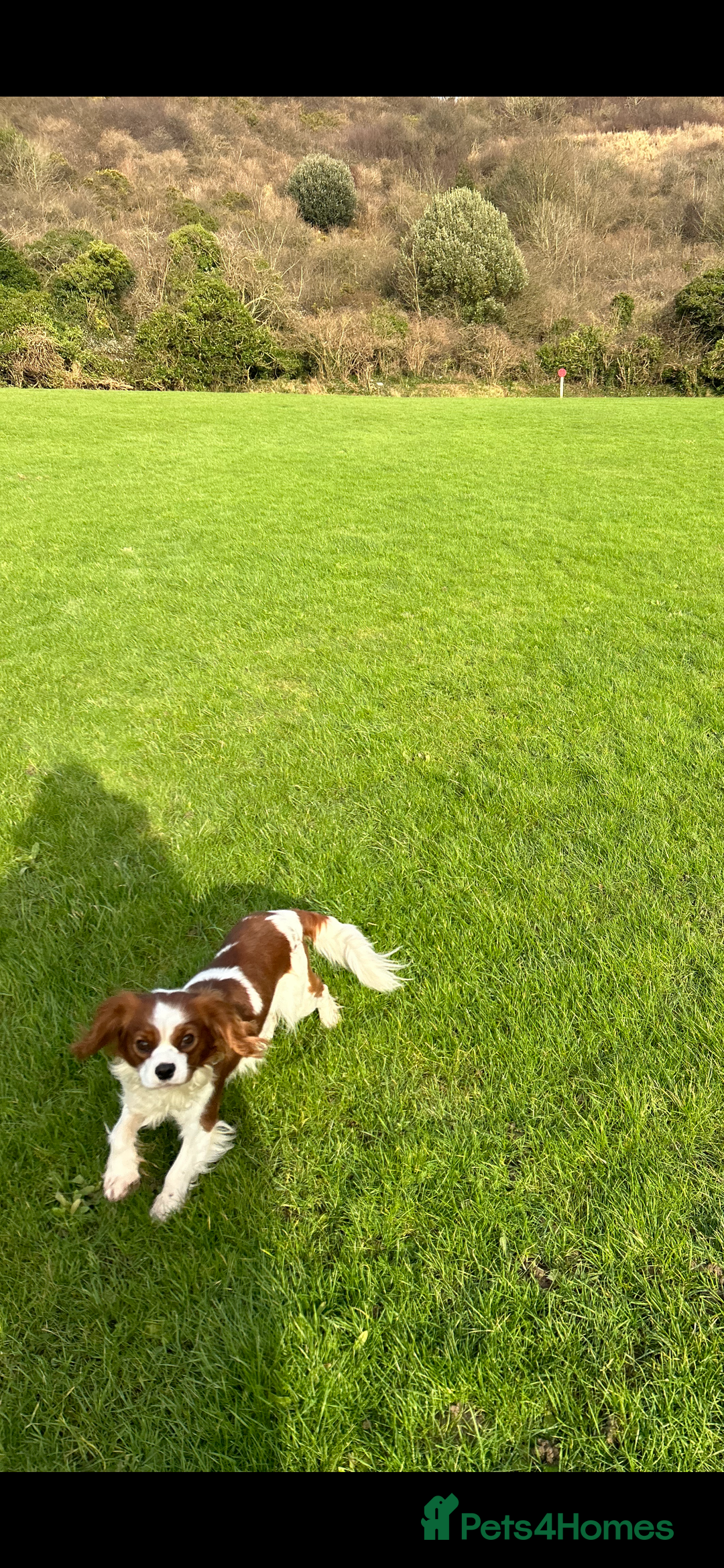 Cavalier King Charles Spaniel dogs for stud: KC registered health tested Blenheim stud in Folkestone - Image 4