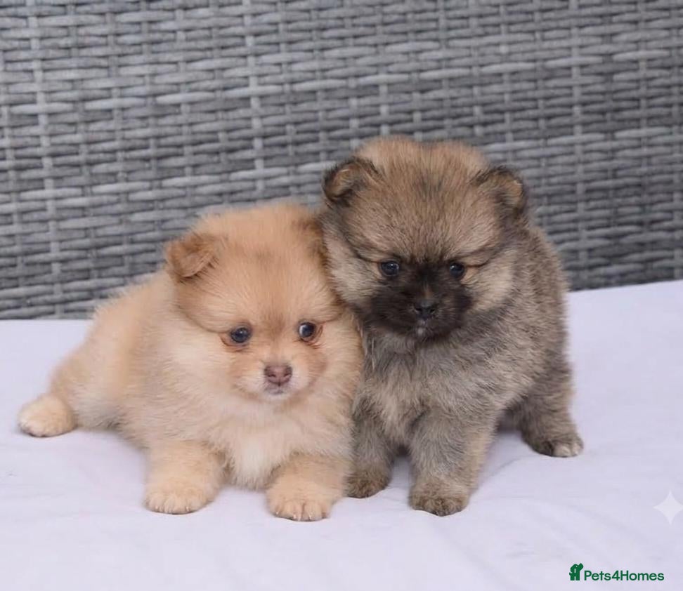 Pomeranian dogs Pomeranian puppies - Advert 13