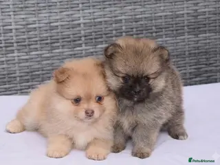 Pomeranian dogs Pomeranian puppies - Advert 5