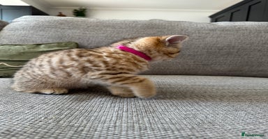British Shorthair cats - Advert 15