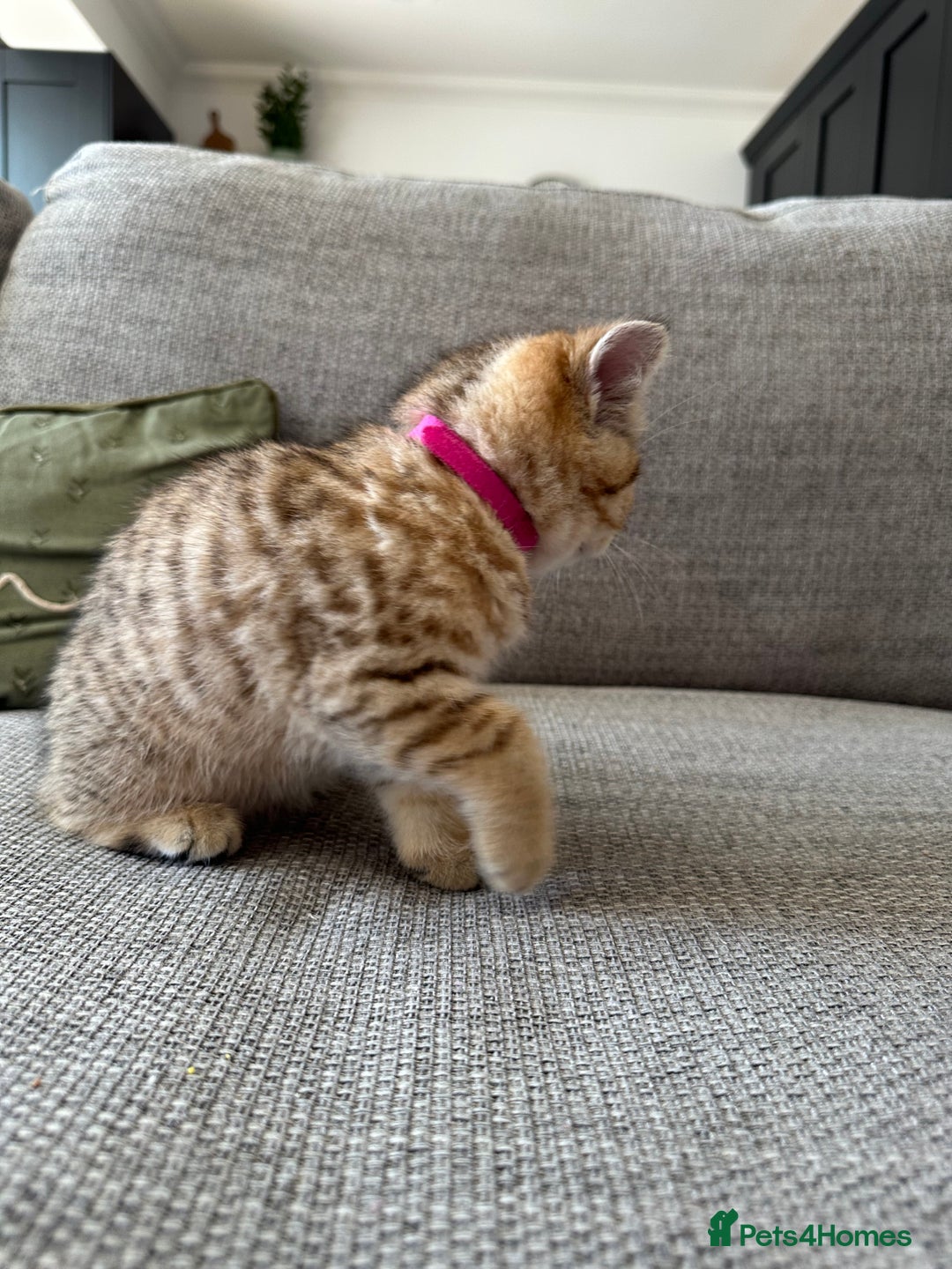 British Shorthair cats for sale: BSH kittens for sale - SOLD - Image 2