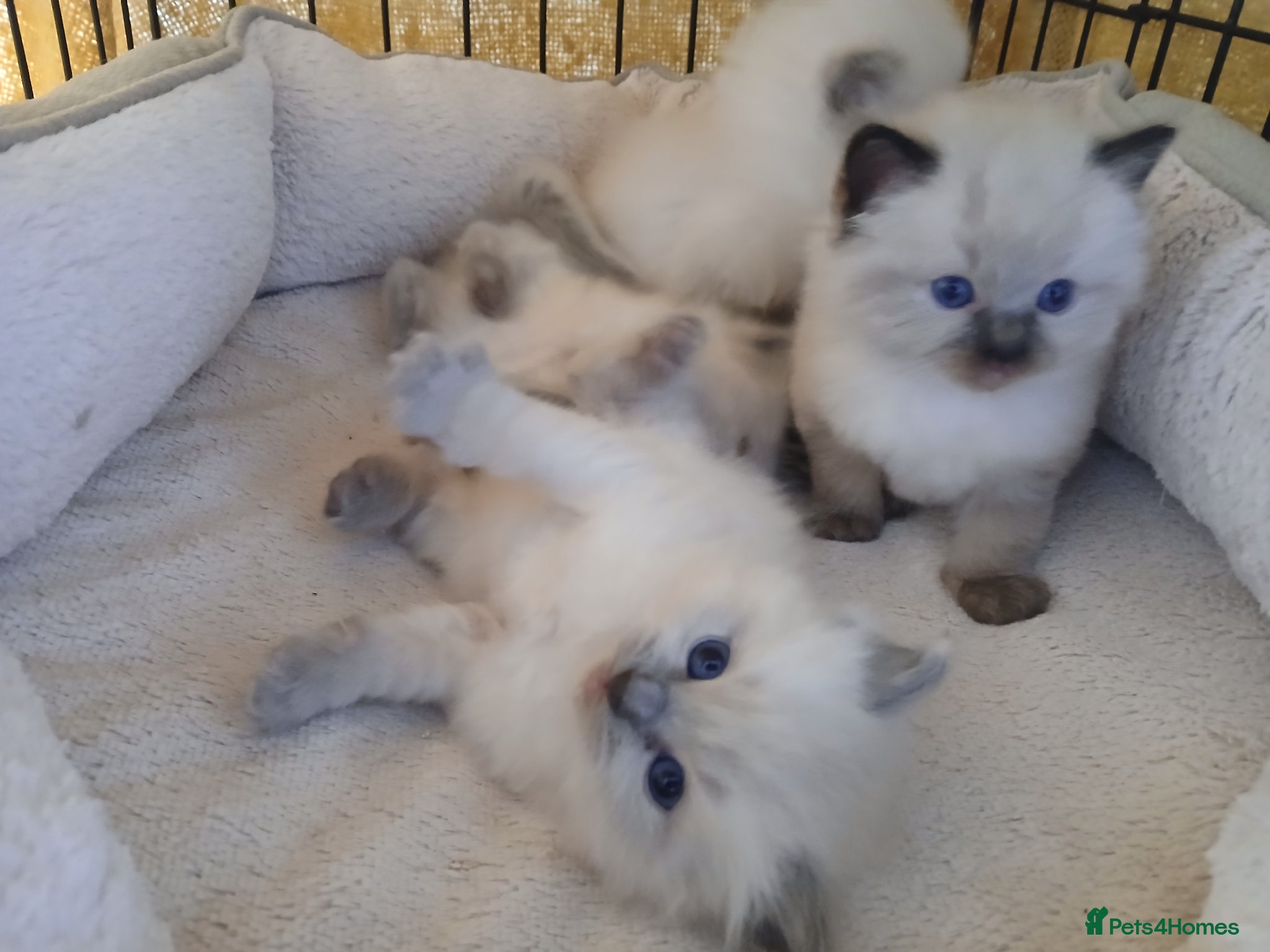 Ragdoll cats GCCF Ragdoll kittens available 28th June.  - Advert 2